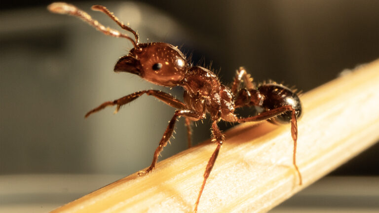 Keep your eye out for Fire Ants